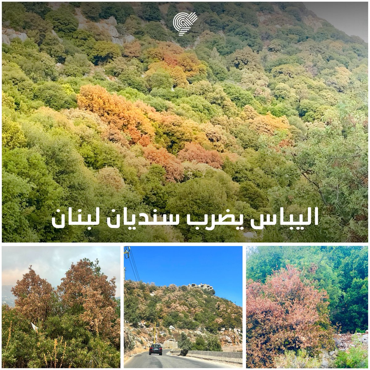 TERRE Liban tweet media