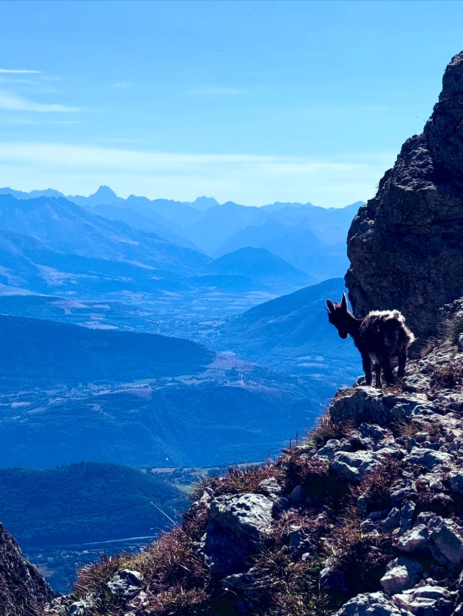 NeilujMC's tweet image. Belle rencontre du matin dans le Vercors 🥰
#vercors #velo