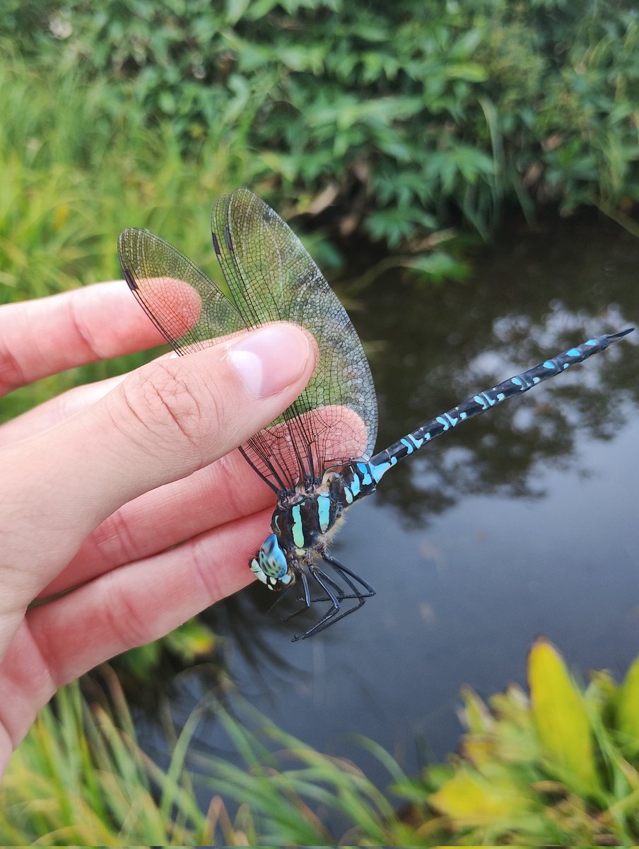 かえる様確認 NKDA13 アズビル金門（金門製作所） エコメーター（水道メーター