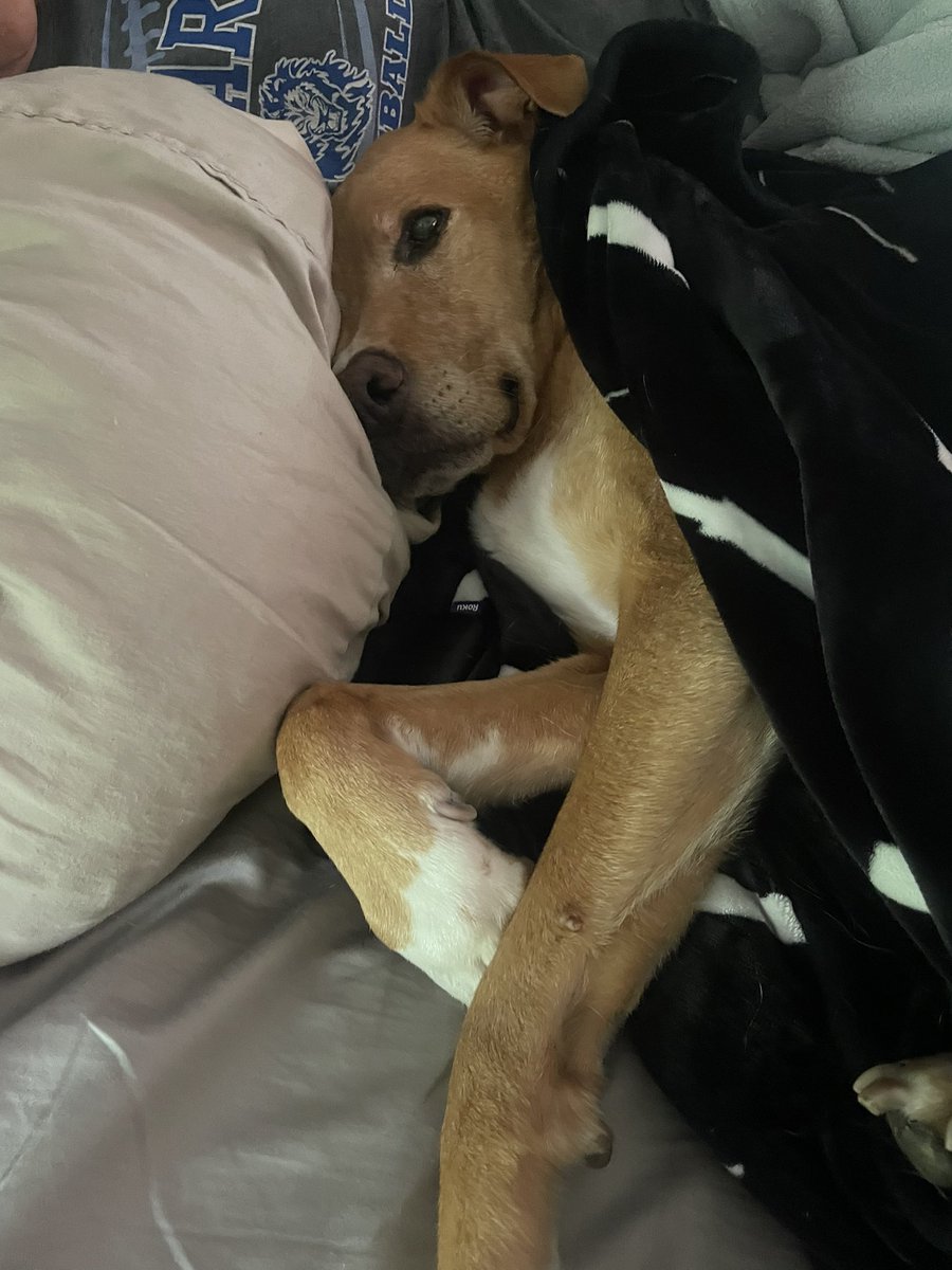 Michael Adkins tweet media