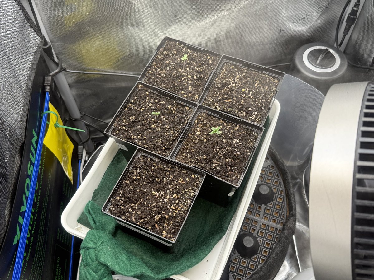 5 out of 5 are up and out (of shell), off to the races