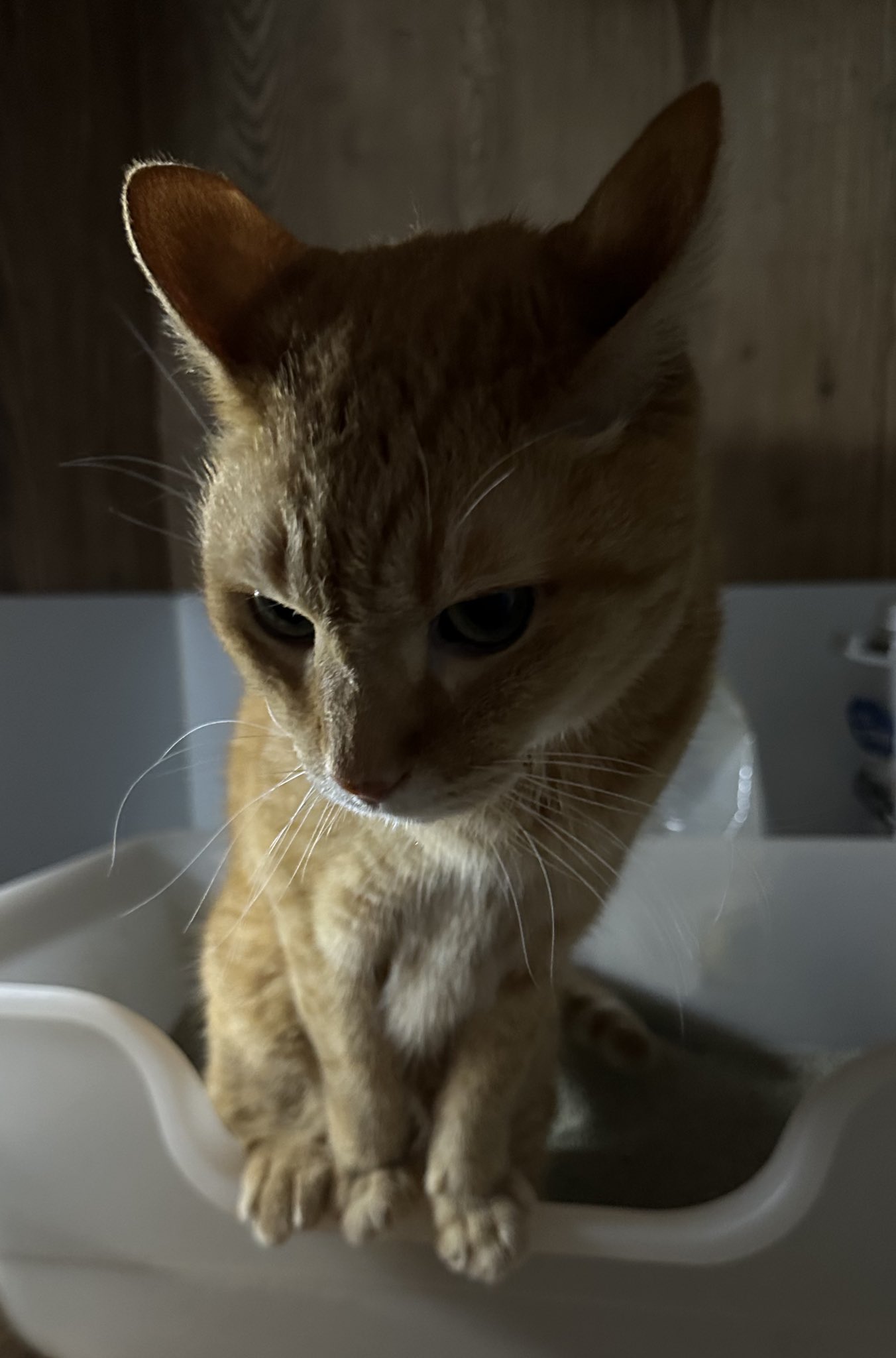 猫好き もるきち on X: 