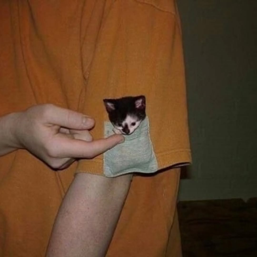 smol silly cat (@catsillyness) on Twitter photo  smol silly cat (@catsillyness) on Twitter photo