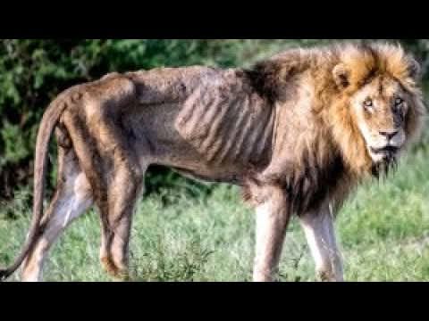 Ülkemde aslanın hali ağzına ekmek te bulamıyor.