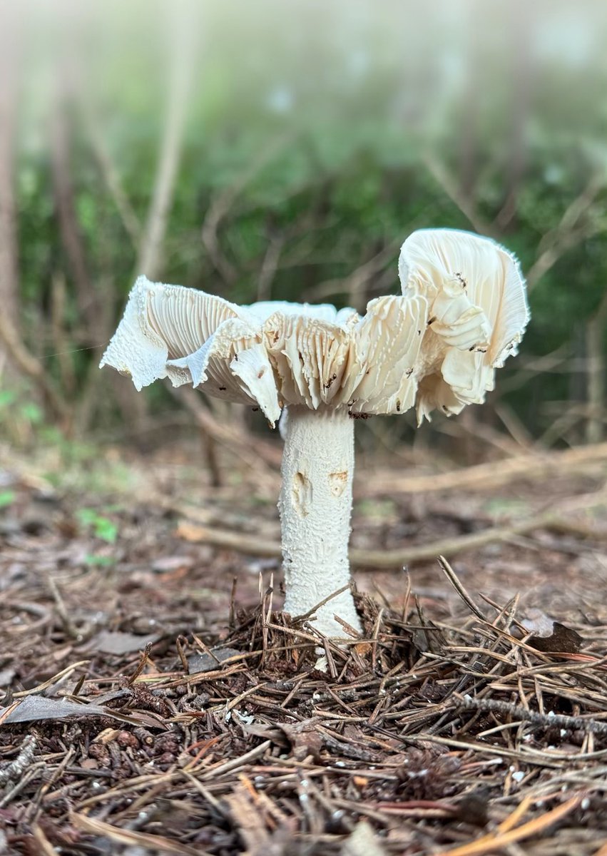 GMM
(good mushroom morning)