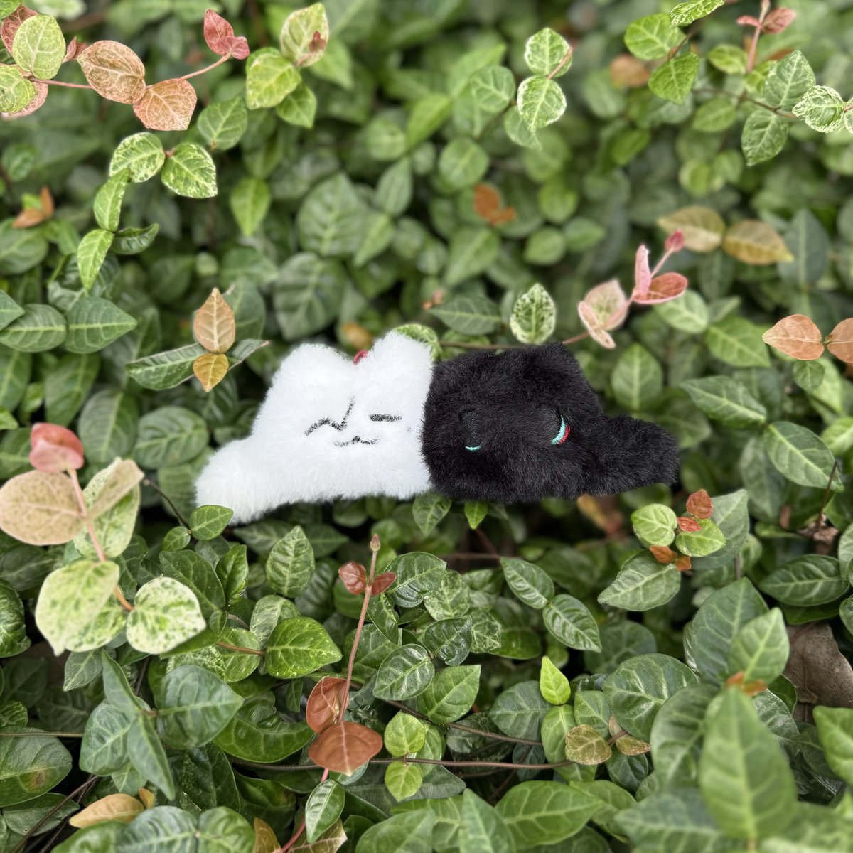 绿色低能耗方形潜水鲀（lofter id: diodontidaeeee）老师的毛绒猫猫企划，我画了猫！现在开始预售了！特别可爱请支持毛毛！

My friend made this JH cat doll project and I painted the cats! It’s now on pre-sale, if you like it you can click on this link🥰
🔗 pages-g.m.taobao.com/wow/z/app/deta…