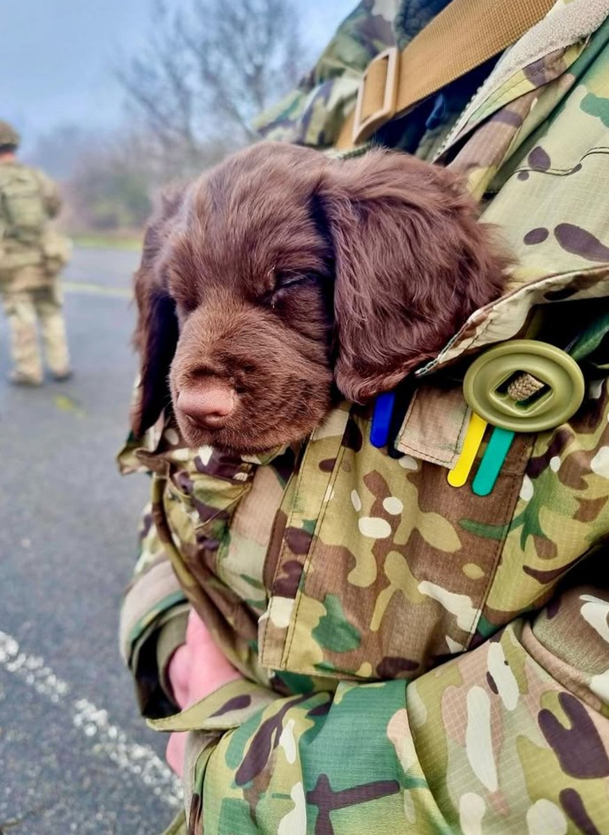 keela_tactical's tweet image. Happy National Dog Day to all our loyal companions and their handlers!

From working dogs to adventure buddies, these incredible animals are an essential part of so many lives.

#NationalDogDay #WorkingDogs #adventuredogs

Photo credit: @hamishthesprockerspaniel on Instagram
