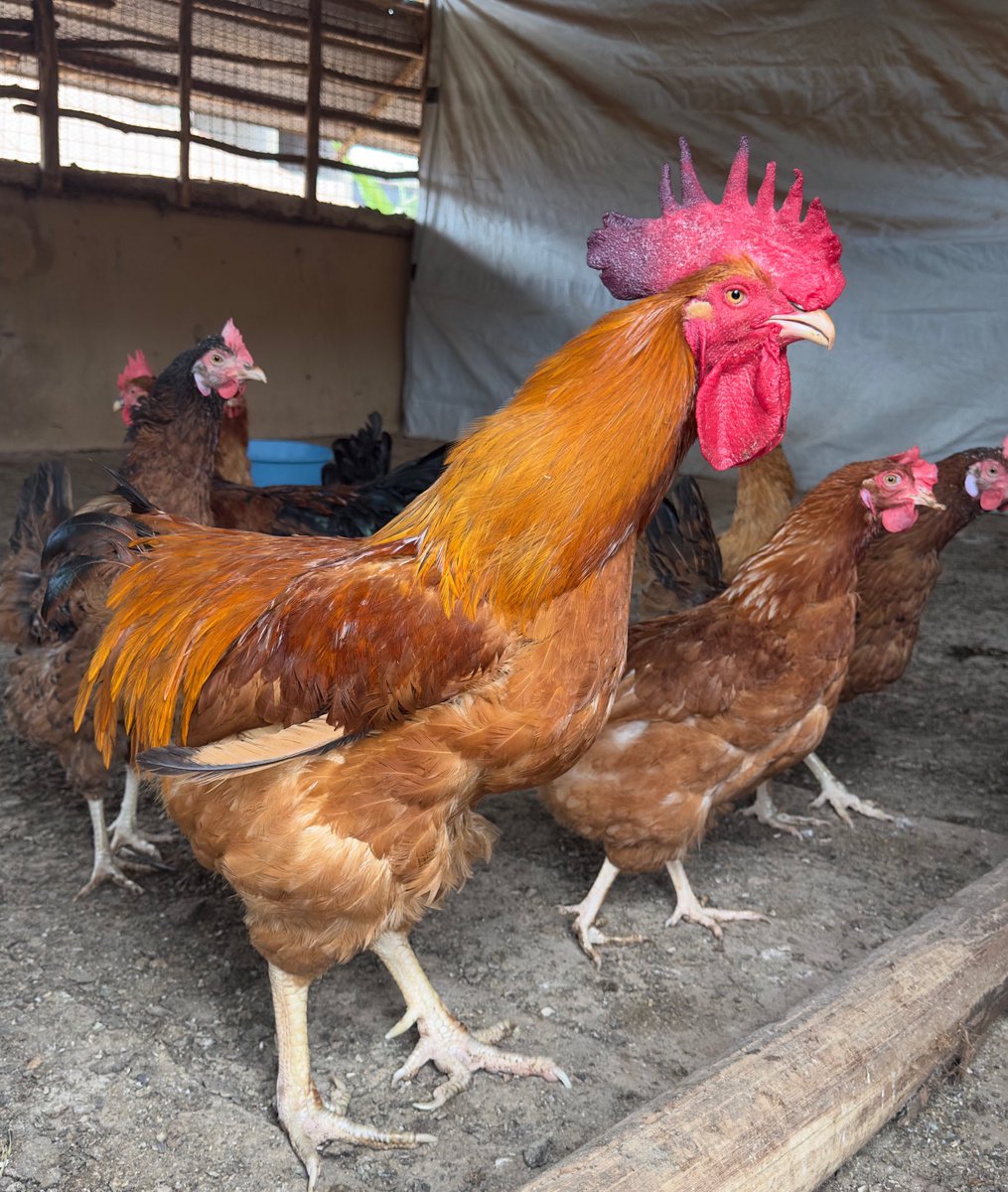 iamTurahe's tweet photo. Got chickens? ๐
Wondering how many roosters you need?
It depends on flock size, breed & purpose! ๐ Aim for 1 rooster per 10-12 hens. Too many roosters = stress & fighting.
Too few = inadequate fertilization. Find your balance! ๐ช
#poultryfarming #chickenkeeping https://t.co/0tM28RJaFV
