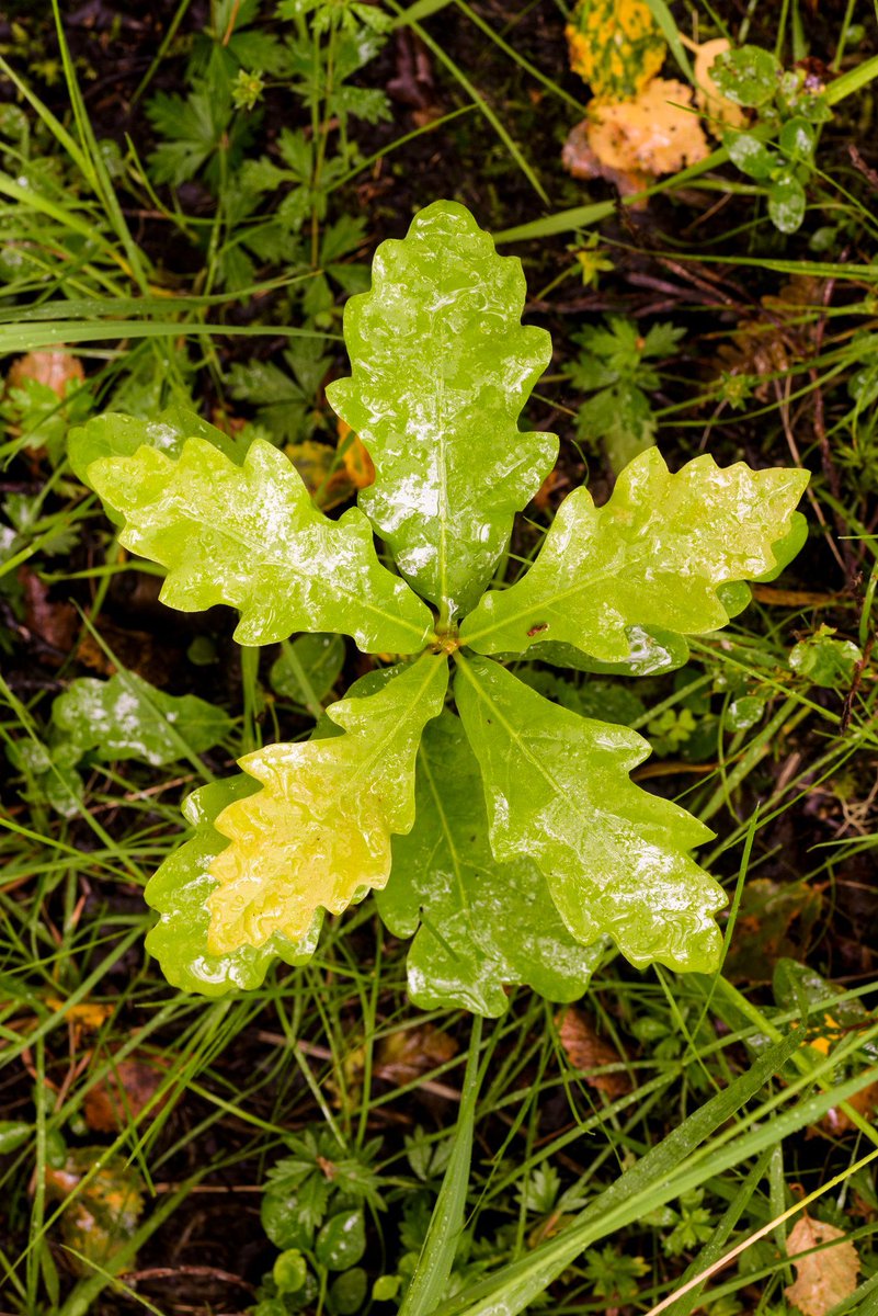 Event: Walking &amp; talking trees. Discover how Katharine and David Lowrie are transforming their farm to increase biodiversity by planting new native broadleaves on a 3rd of their land. 9 Sep 2025 10AM-1PM Tighnabruaich. <a href="/scotforestry/">Scottish Forestry</a>
buff.ly/QRNqbrS 
📷 Niall Benvie