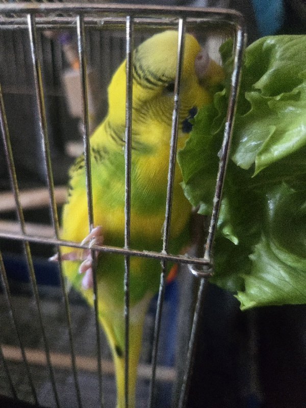 🎉🎂🥂𝐻𝑎𝑝𝑝𝑦 𝑏𝑖𝑟𝑡ℎ𝑑𝑎𝑦💐🧸🎁
やちゅたん5歳の誕生日💜
大好物 ŧ‹"ŧ‹"(・ч・)ŧ‹"ŧ‹"
してくれて 良かった💜