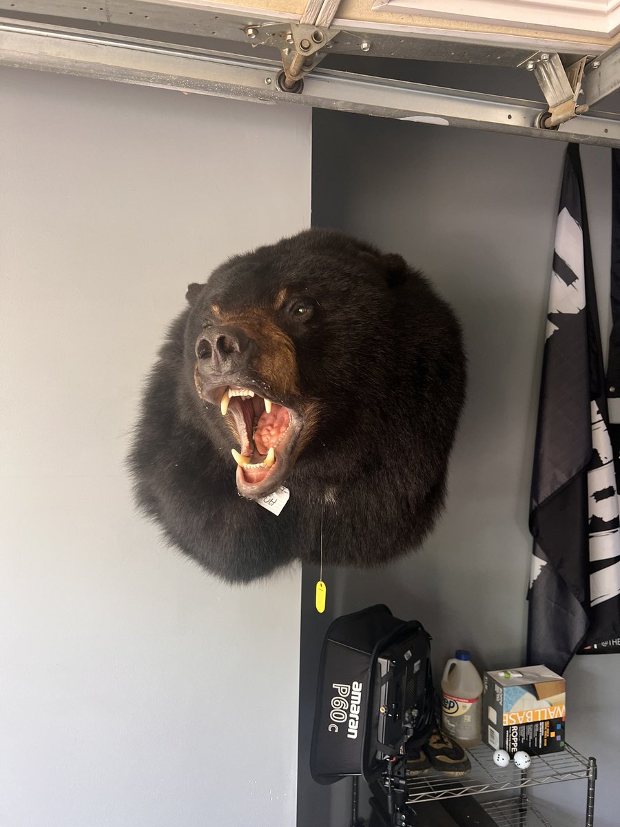 Got my bear mount in after a whole year of waiting!