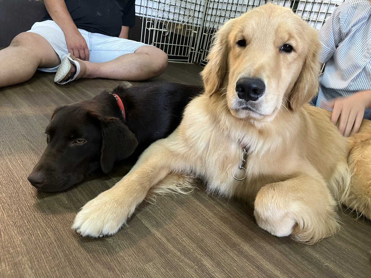 ワールド牧場 犬猫 (@world_dog_cat) / Posts and Replies / X, image size:1200x900