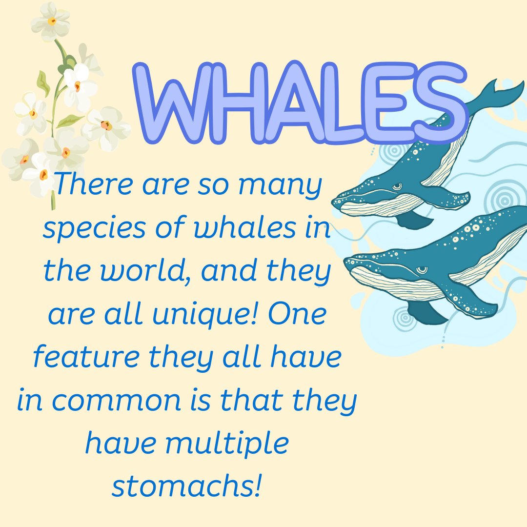 For today's Mammal Monday, we are going to look at Whales! There are so many species of whales that exist all over the world, and they have many differences. But a cool similarity they have is that whales have multiple stomachs! Isn't that so cool? 🐳🐋🐳🐋
