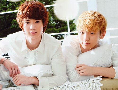 giving these two kitten up for adoption since they can’t stop fighting each other