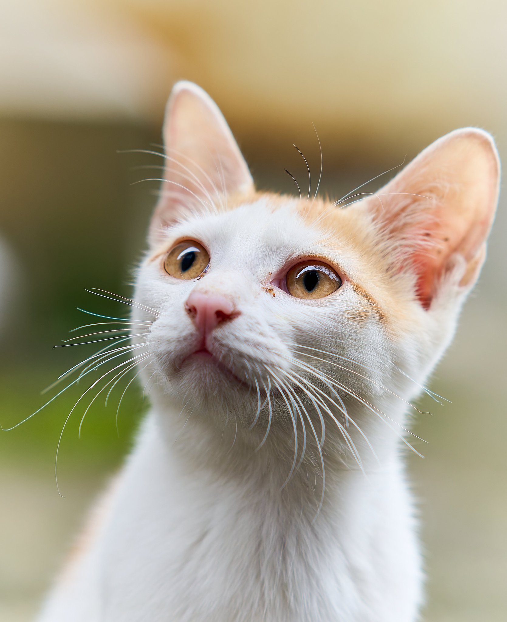 ねこ 楽天市場】猫用ベッド ちぐら型 ペットベッド 犬 猫 ベッド