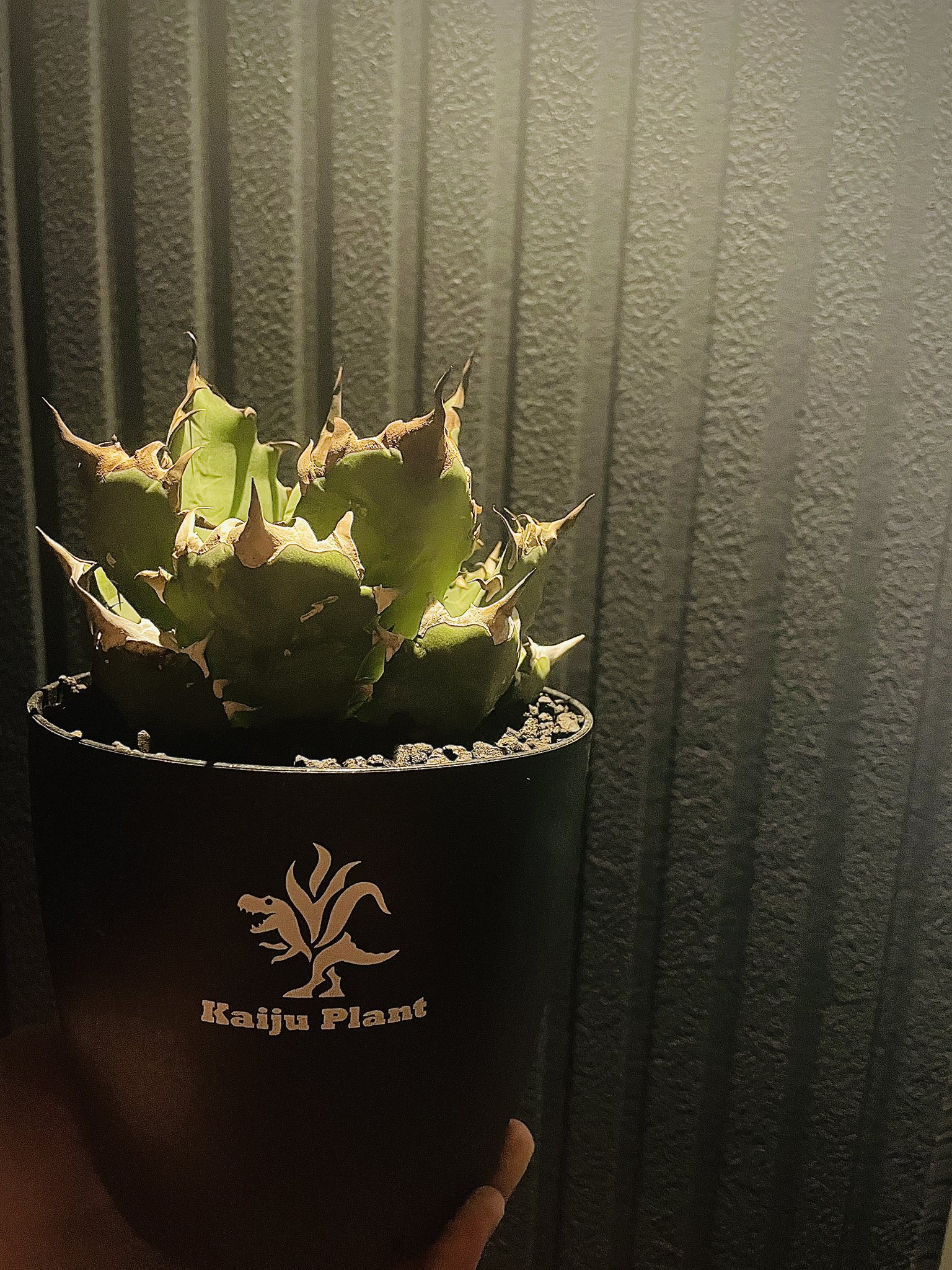 Kaiju Plant 怪獣ファン　2台 Kaiju_Plant 【怪獣工場】 (@kaiju_plant) / X