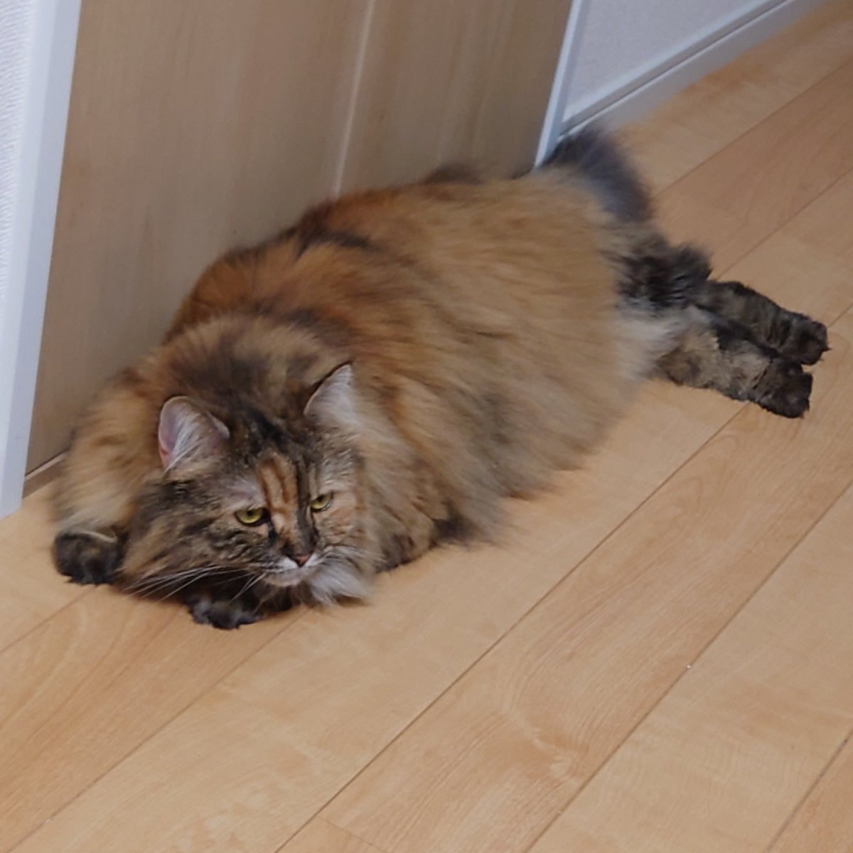 アマプラでピングー流したらメルちゃん毎回真剣に見てるから面白い😂
メルちゃん最近ちょっとでかくなりました。