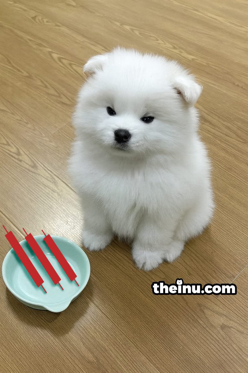 INU_Tokens's tweet photo. What the BARK is this?! $INU
#犬 #INUCREW #1millionholders #INU #SHIB #DOGE #BONE #PEPE #memecoin #memecoins #crypto #ETH #LEASH https://t.co/yCjFuFaVmE