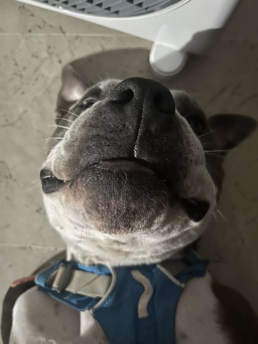 Creo que es de mis fotos favoritas de este perro 🤣