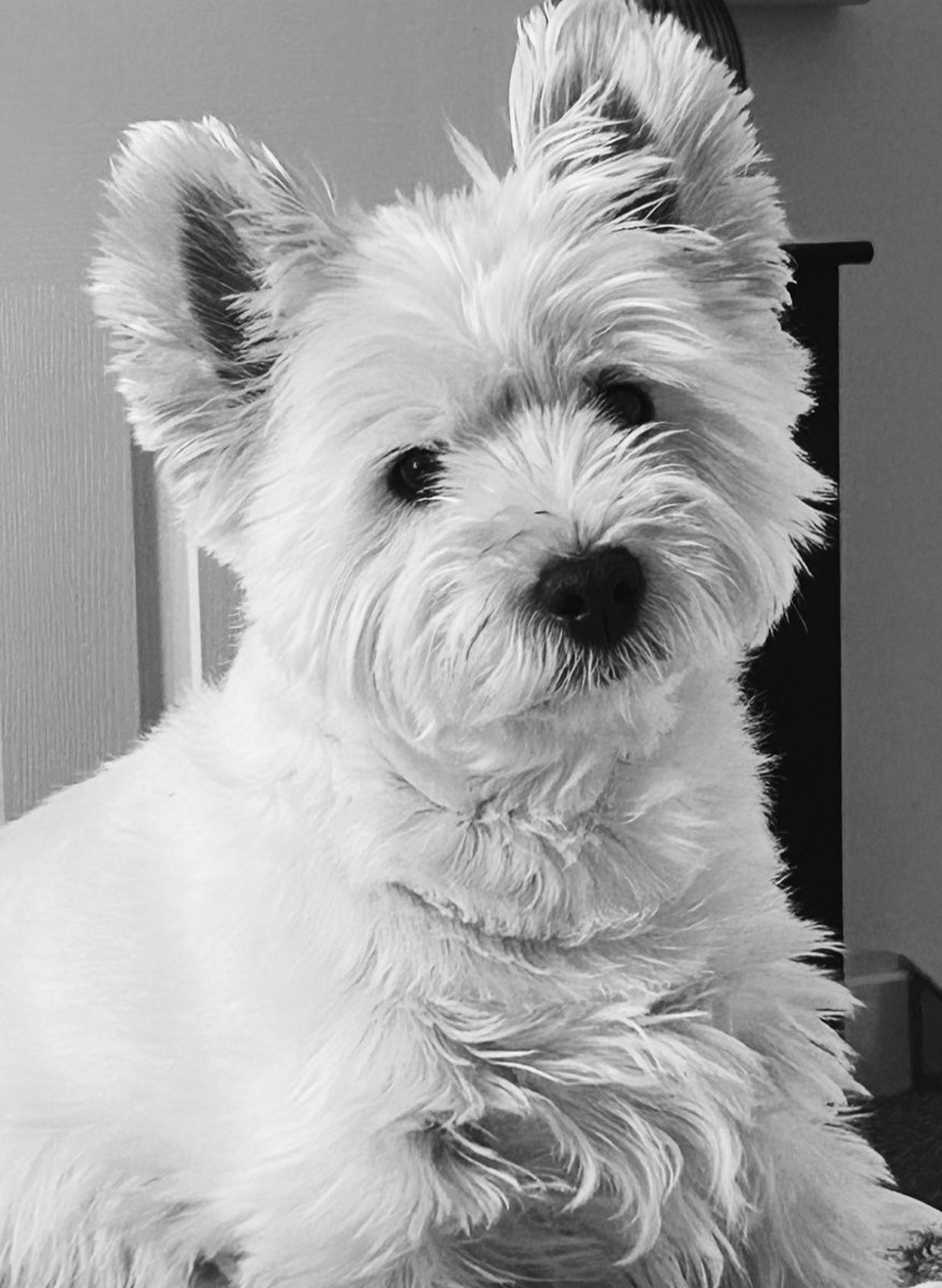 My best friend was diagnosed with Cancer yesterday my heart is breaking 💔💔💔💔life is so fucking cruel … my first priority is her . I won’t let her suffer 💔💔

#bestfriend #fuckyoucancer #dogsofX