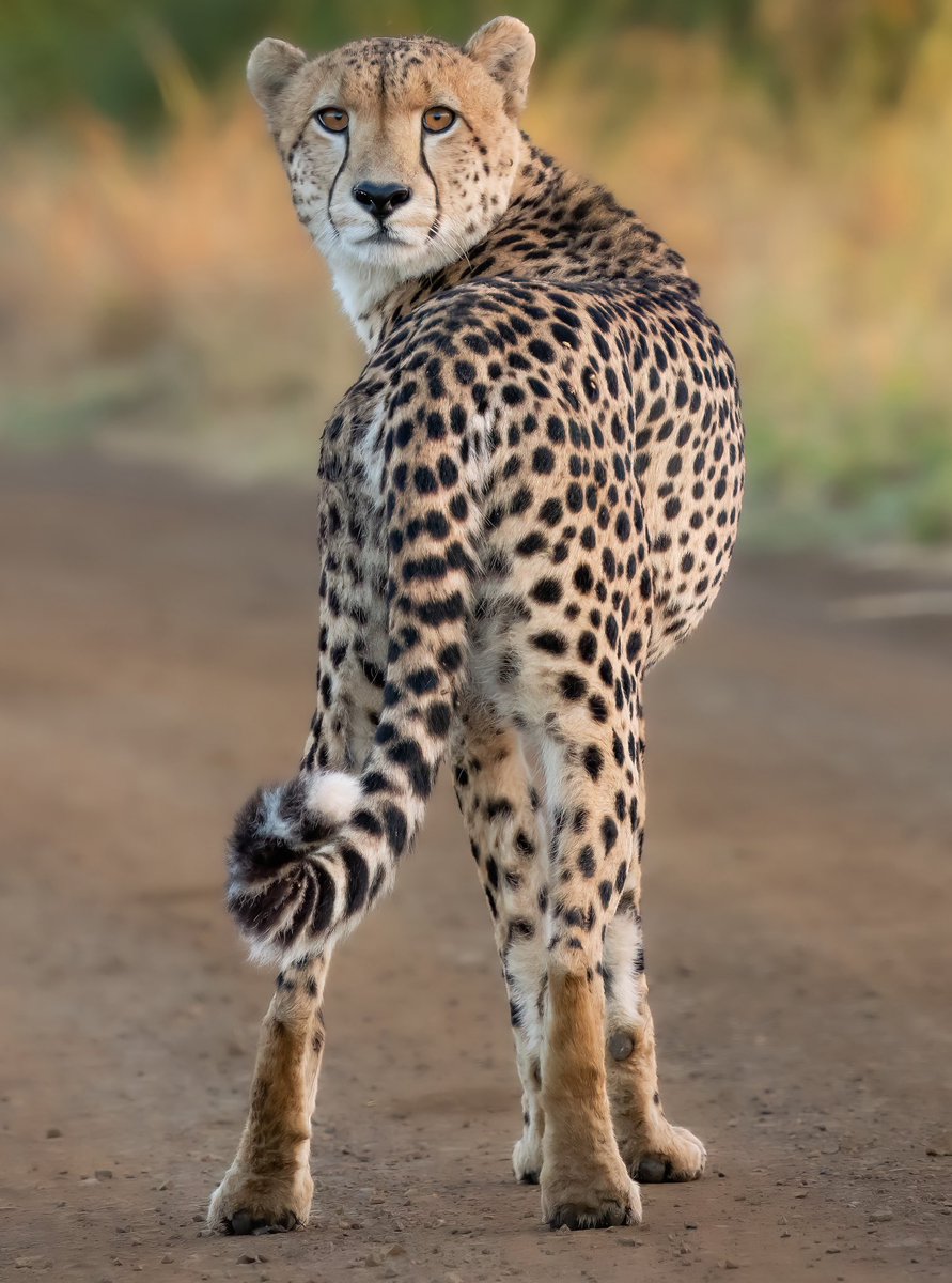 No te pido que me superes esta mirada… iguálamela 😉🐆