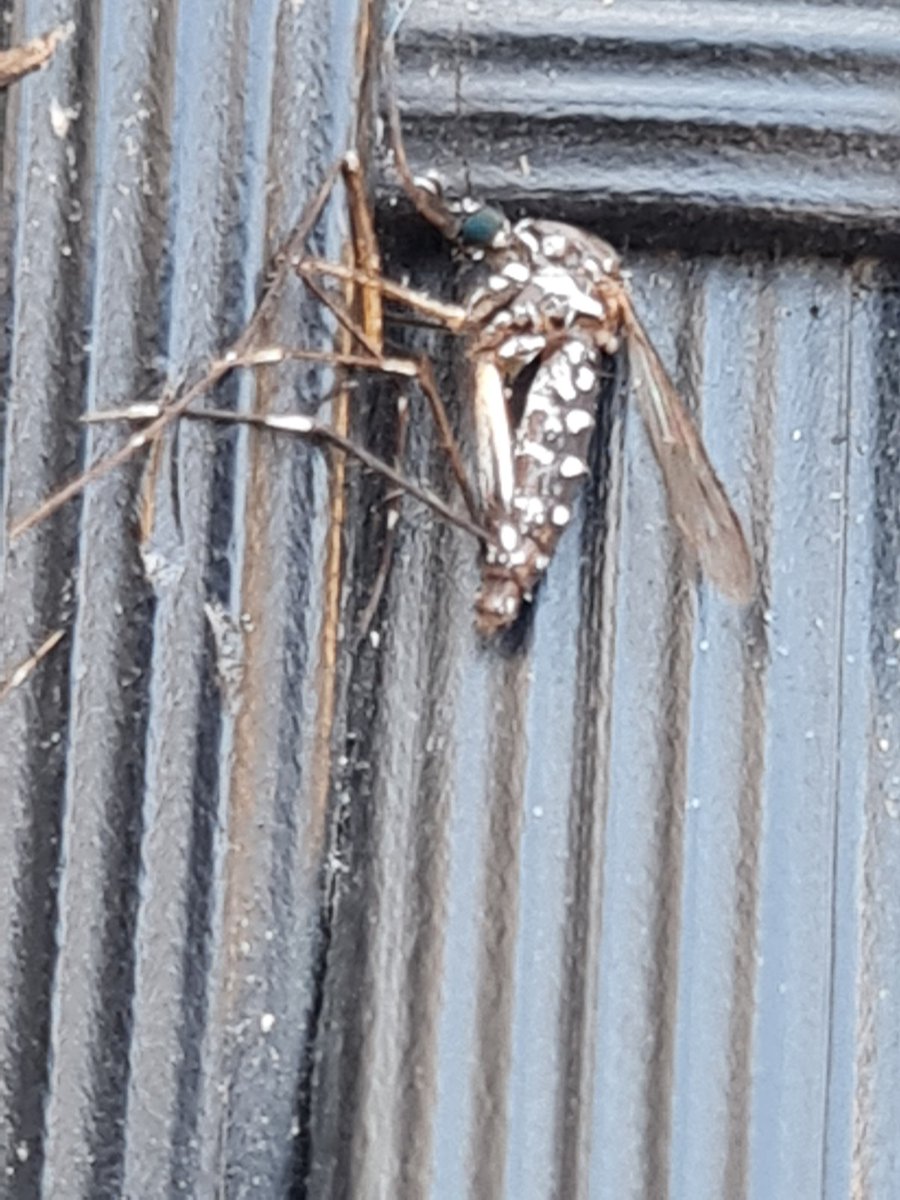 AliM9379's tweet photo. @cesarinijosy Il ressemble à un moustique qui me tournait autour ya peu, que j'avais pris en photo car je le trouvais "différent".. https://t.co/10RrSGsPz0
