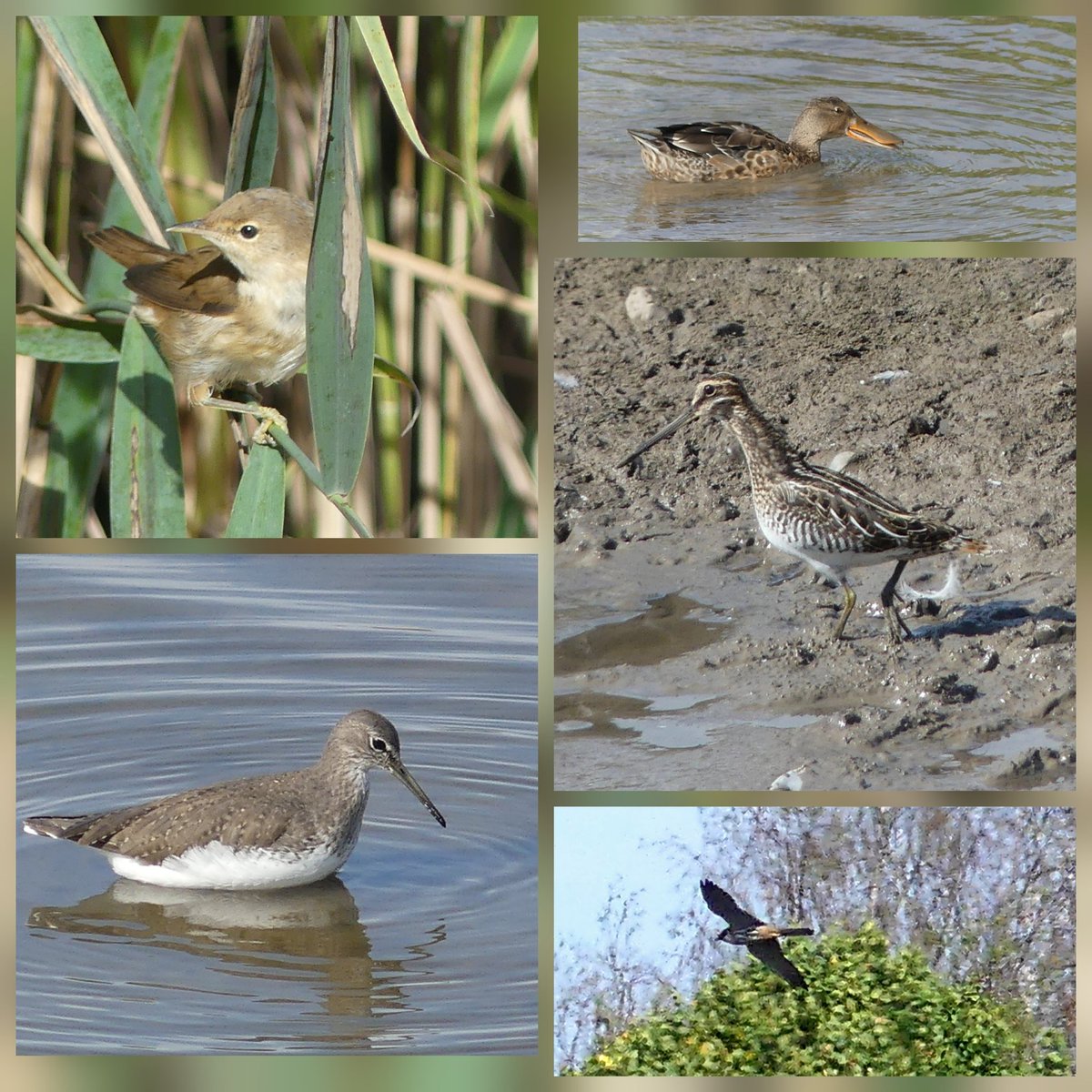 A few images from todays visit #uptonwarren, not one but two hobbies hawking ,great to watch. 3 green &amp;1 common sand, 2snipe ,shoveler, Reed warbler, +the usual, good company as always