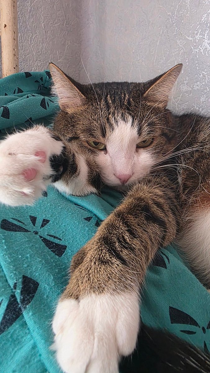 Friends, I seem to have found inspiration to return. We are all fine. Everyone is alive, healthy and continue to live our brave lives in our unbreakable country.

And of course Pashtet, handsome, cute and happy, as always😺