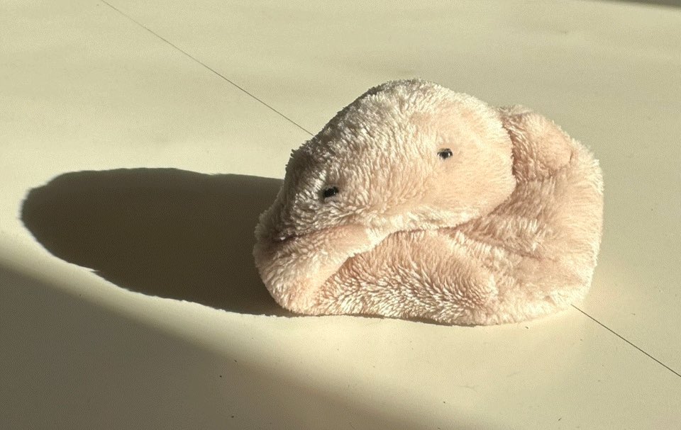 カネヒラ (@simainusima) on Twitter photo 