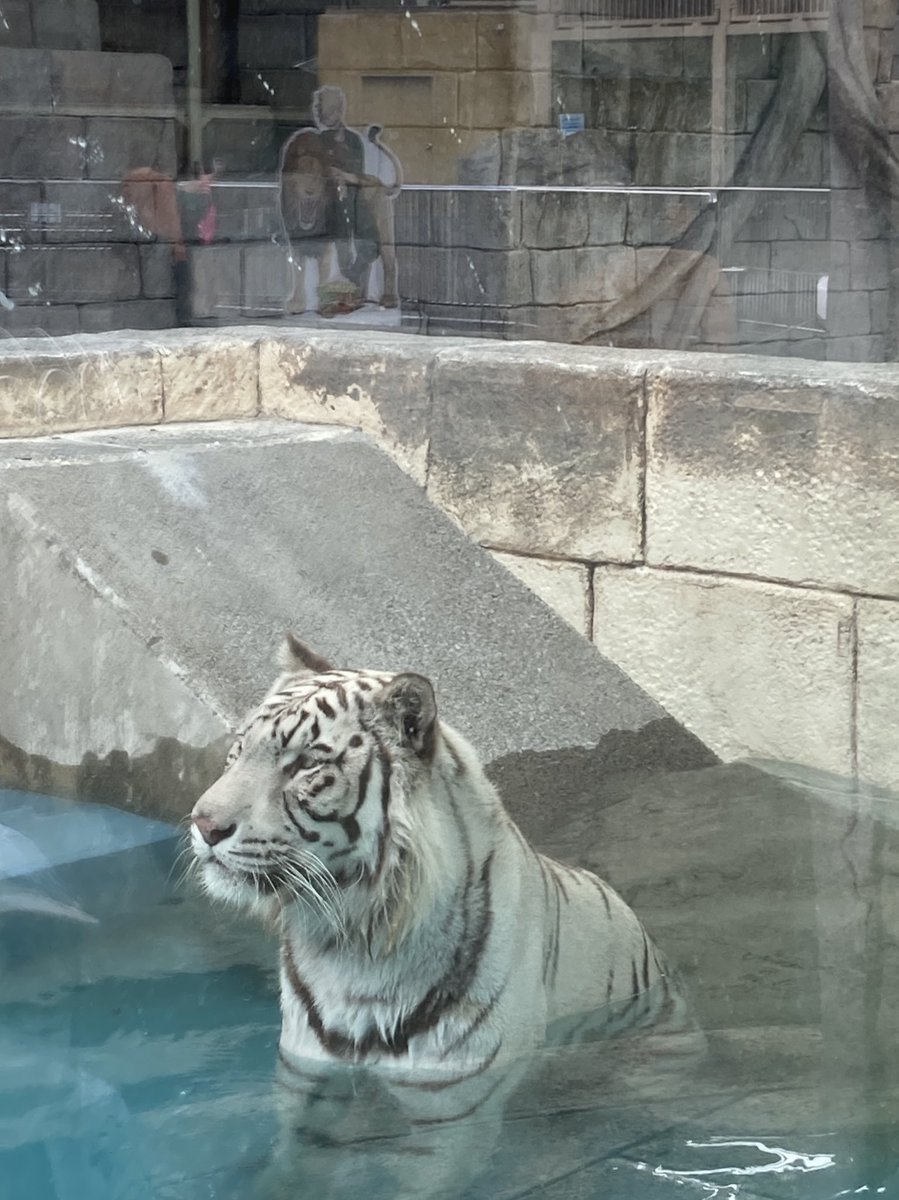 過去の写真見返してたらホワイト🐯ちゃんデくんにデレデレだしそのお向かいに勝のパネルがあったことに気付いて（アクリルへの映り込み）笑ってしまった