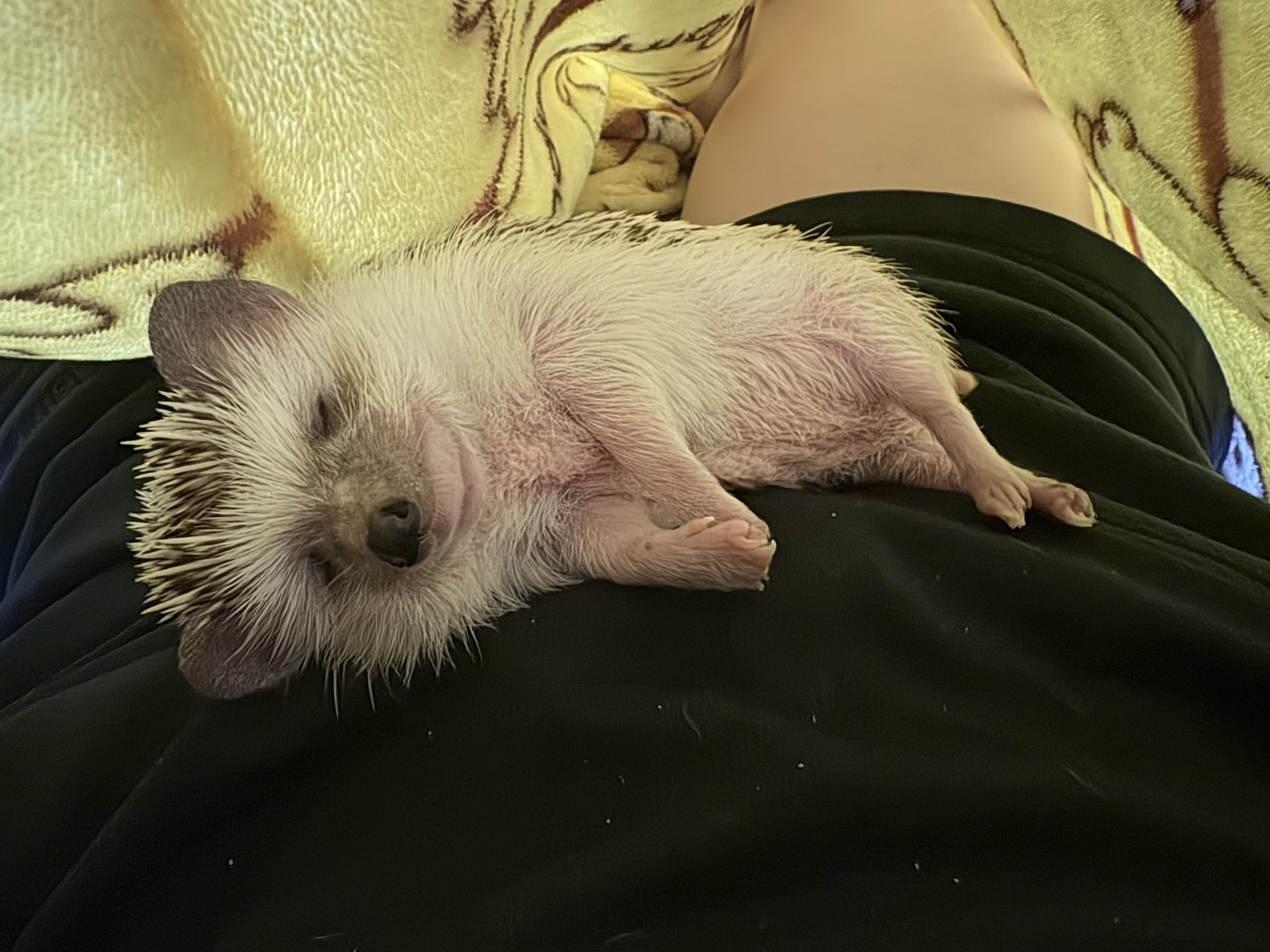 メイタン様ご確認ページ】ハリネズミ ハリネズミ - Search / X