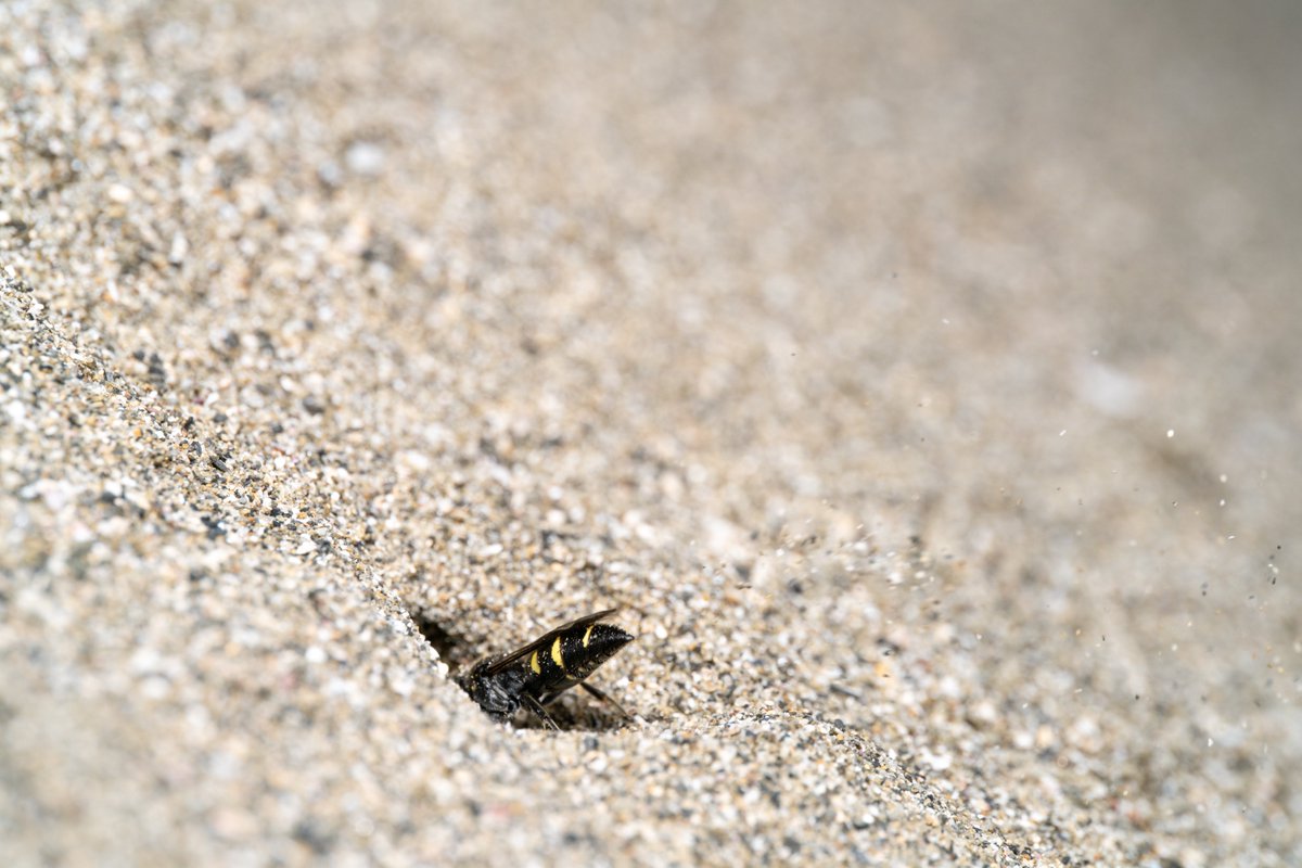 ヤマトスナハキバチ