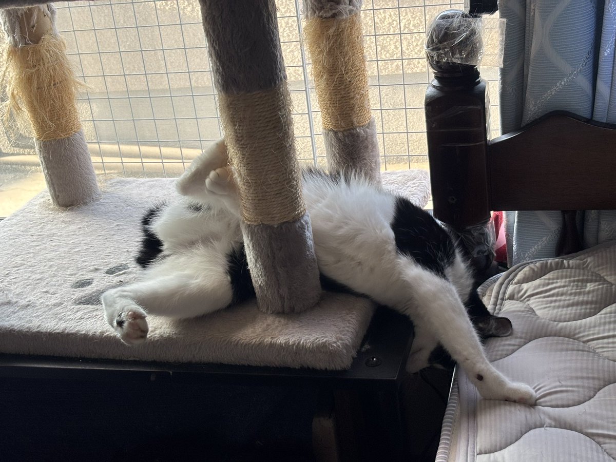 ねこ 楽天市場】最大100%ポイントバック！※条件あり リサラーソン