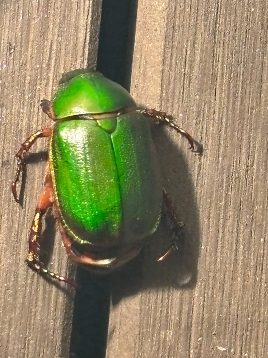 ᭄᭡ ͏ ͏ ͏ tweet media