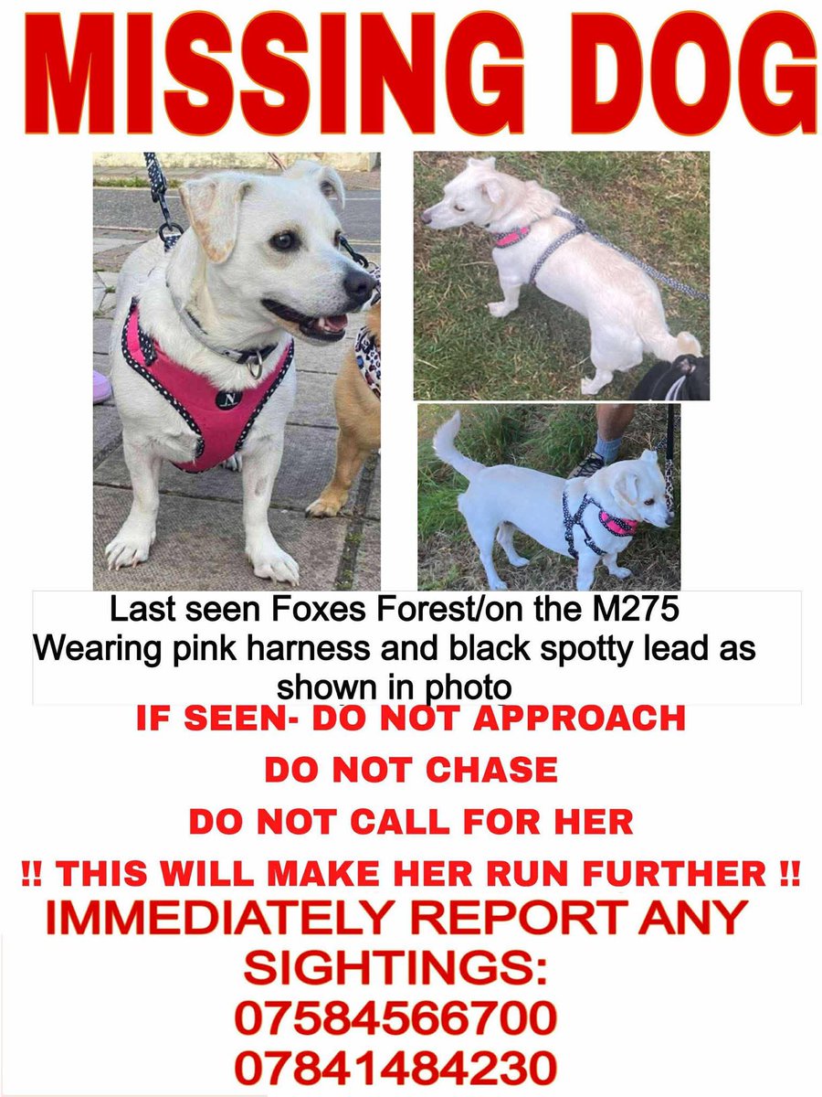 "INDIE HAS BEEN SIGHTED AT LAST

She looks ok &amp; is in a relatively safe area, not disclosed in order to protect her🙏🏻

Plans are in place, her rescue are starting the trapping process- it is VITAL that she is left alone!

If you see her
📞 CALL/MESSAGE
 DO NOT POST AREA PUBLICLY"