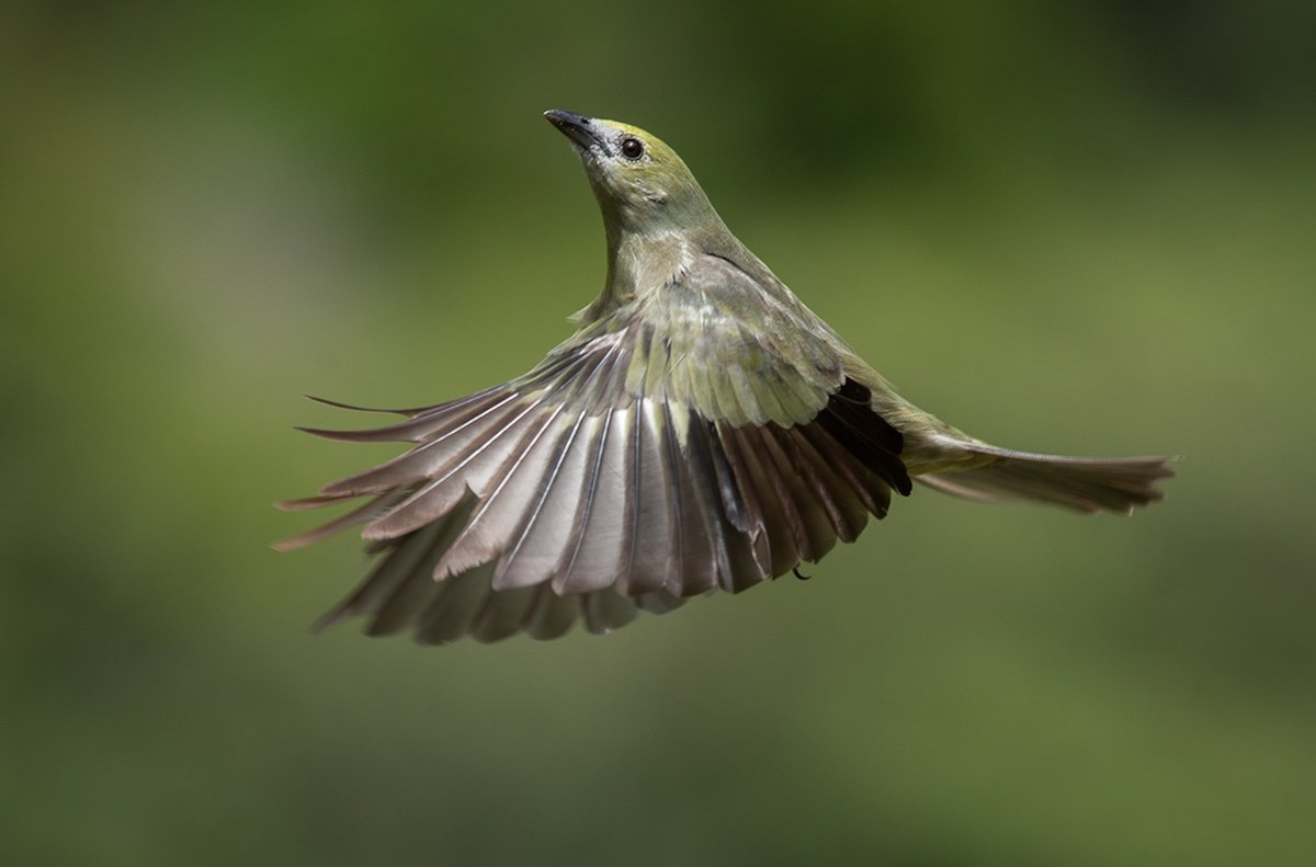 Libre. Tangara palmera. Colombia.