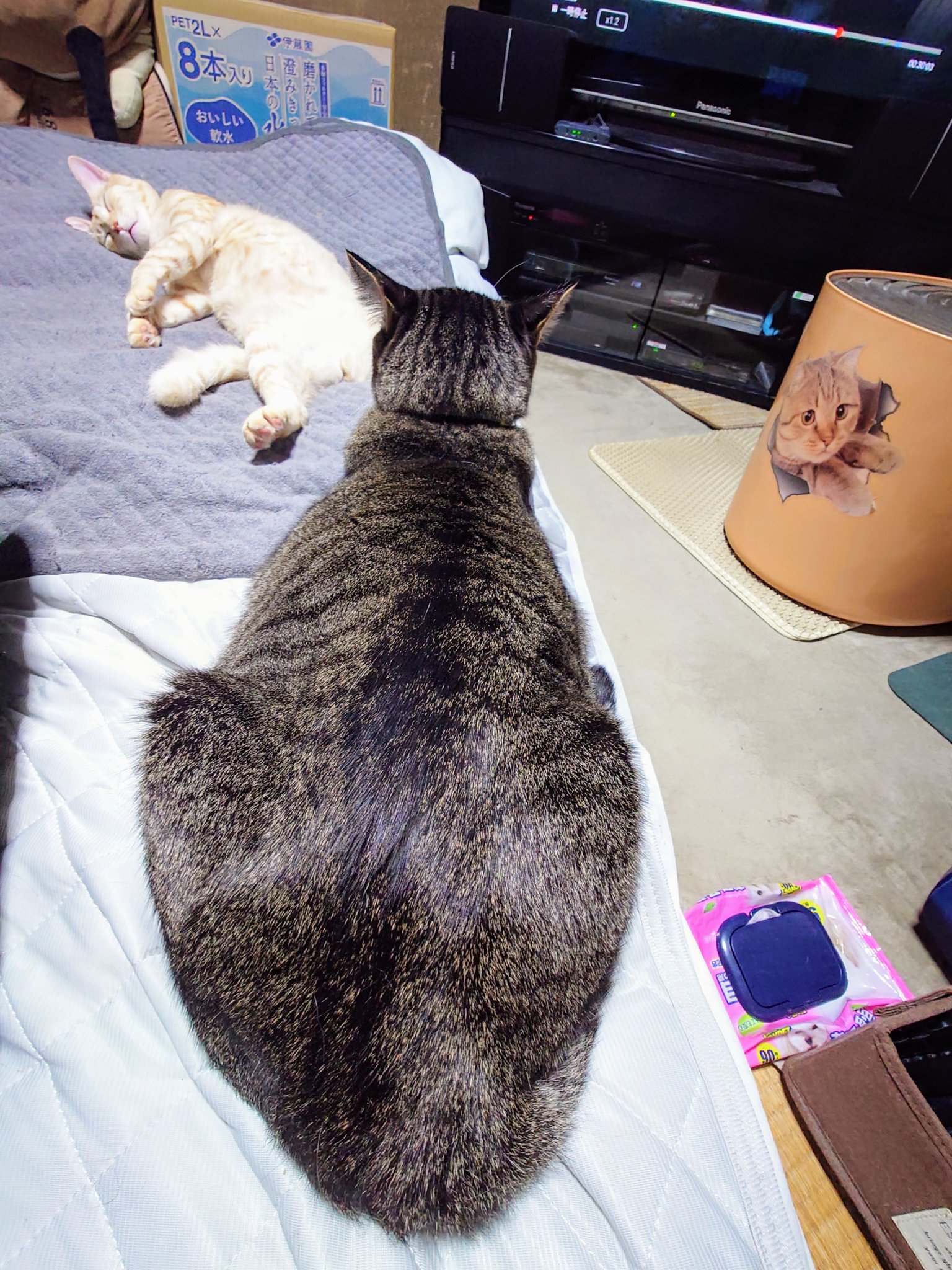悪魔君†《中6🐈外2+!?》寒がりの暑がり˙˚ʚ😈ɞ˚˙ on X: 