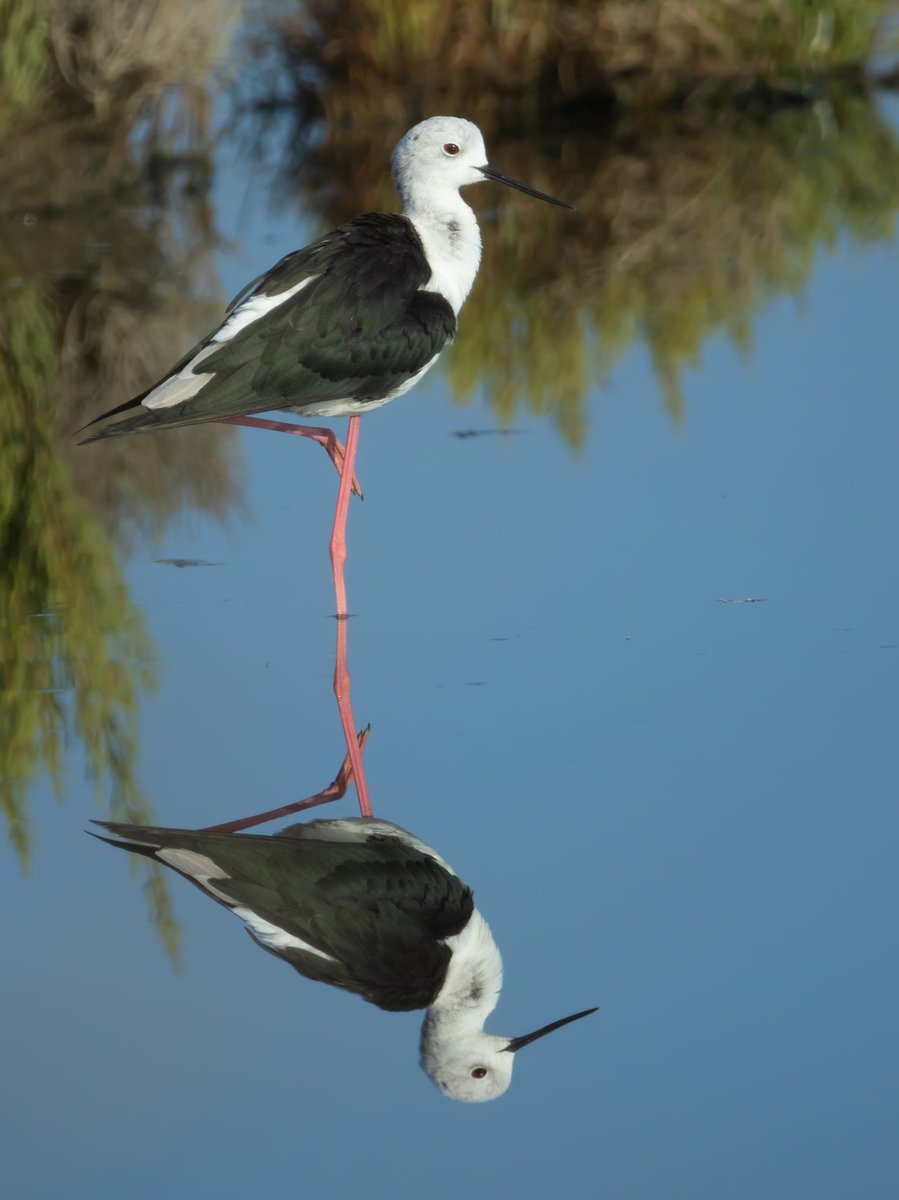 Black winged Stilt in reflection. Majorca.