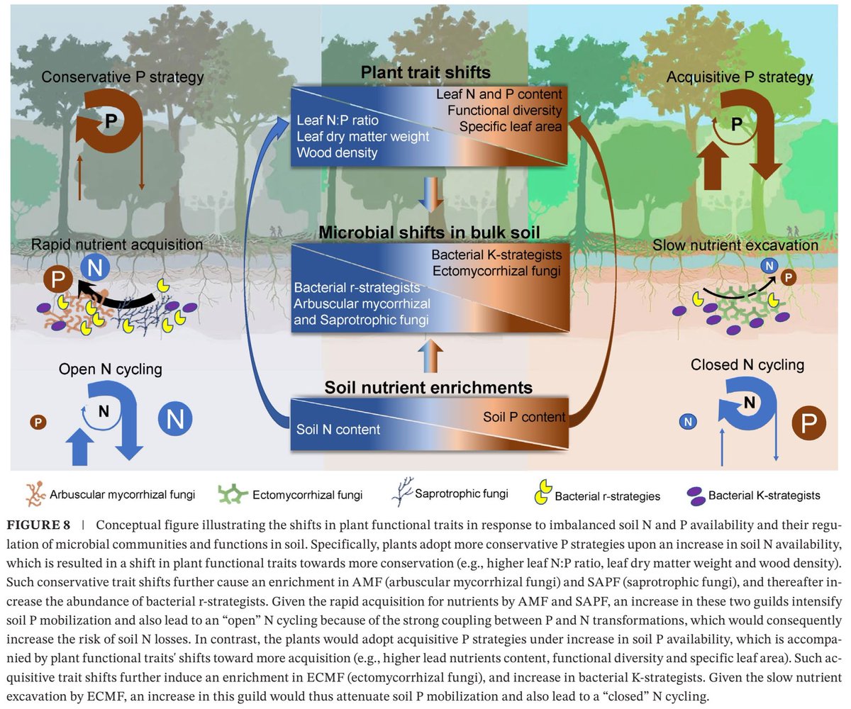 ykuzyakov's tweet image. 💥NEW in @GlobalChangeBio 🔥
Plant Functional Traits Define Microbial Response to Nutrient Availability in Tropical #Rainforest #Soil
doi.org/10.1111/gcb.70…

#Phosphorus #nitrogen #stoichiometry #soilbacteria #soilfungi #rhizosphere #strategist