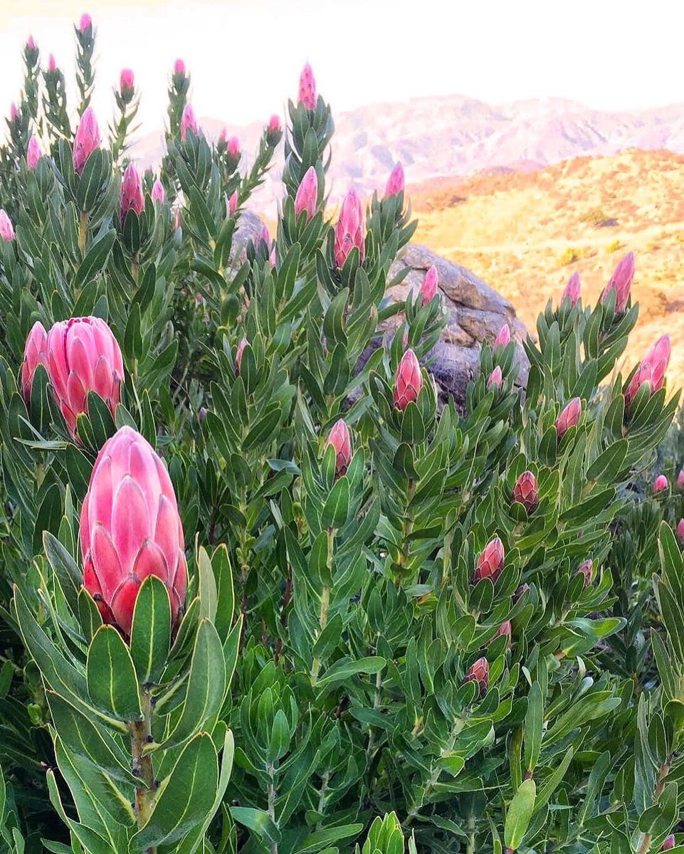 The only limit to our realization of tomorrow will be our doubts of today. — Franklin D. Roosevelt 🍃🌷🌷🌷🌿
#mondaymotivation #liveyourpassion #inspiredbynature #allthingsbotanical #protea #cagrown