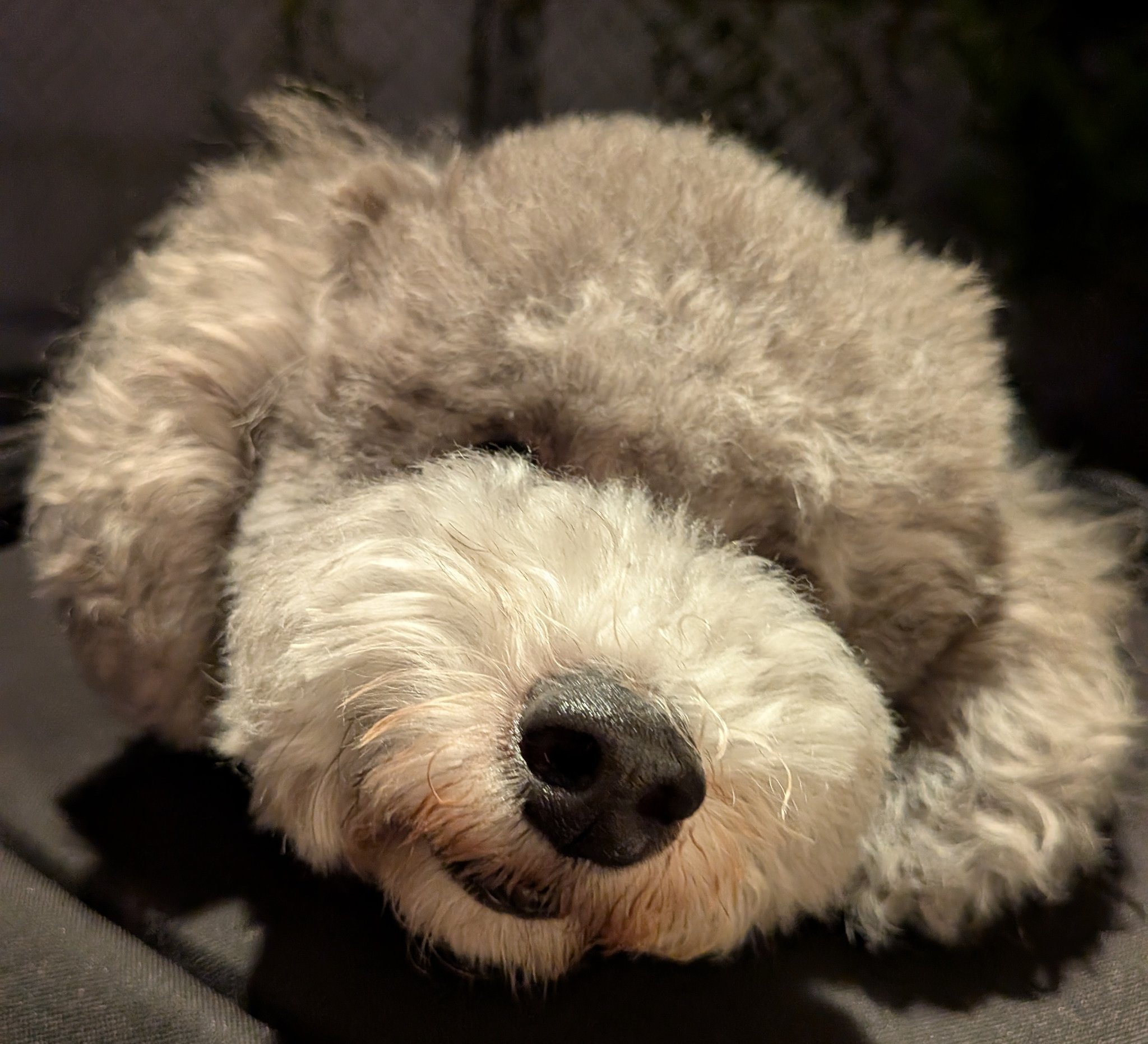 もこ★わらさん専用　エデン　アンツ　インザモ マダラ@ザ・アンツ198 (@madaranekocat) / X