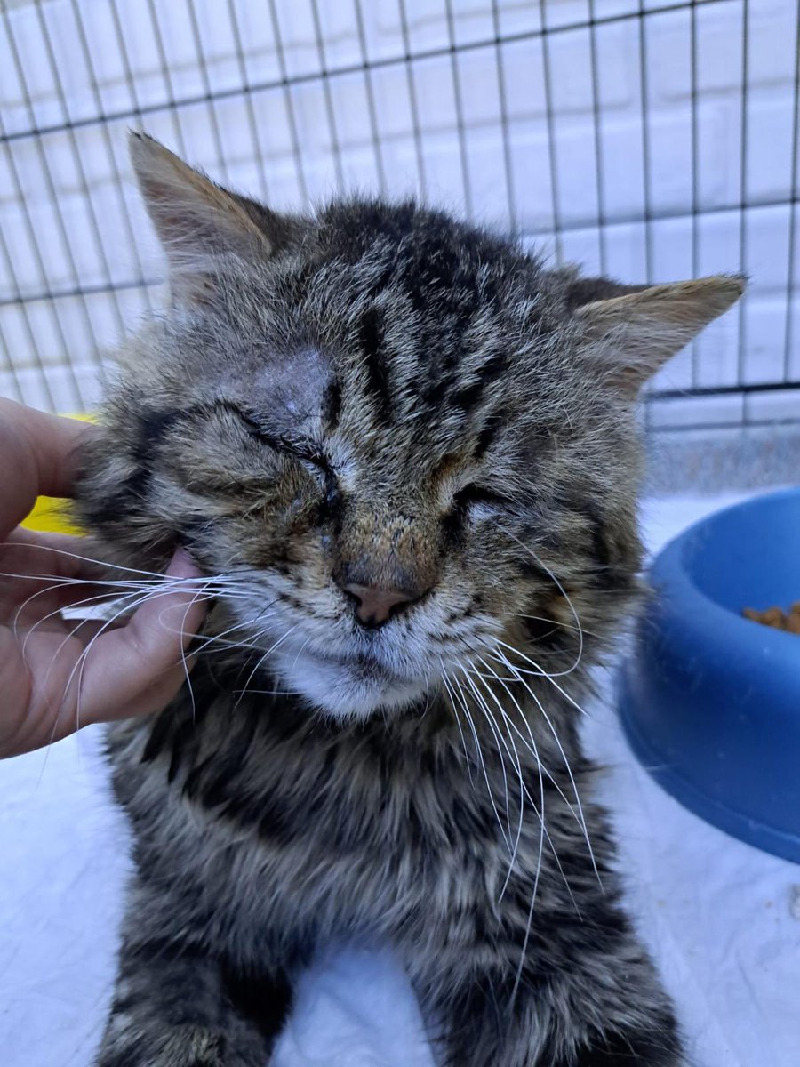 ACİL ÖNCELİKLİ İLAN ‼️‼️
Çok yaşlı, bakan kişi kanser ne durumda olacağı belli değil maalesef. Ömrünün geri kalanını güzel bir yuvada geçirsin istiyoruz. 

İSTANBUL/BAYRAMPAŞA