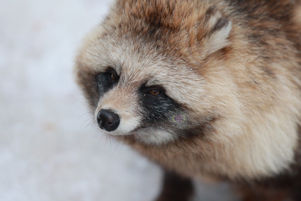 この小顔の冬毛タヌは#円山動物園 のユキです
小顔ってもほぼ毛ですので、夏はもっと小顔です
#たぬ金曜日 #エゾタヌキ #タヌキ #たぬき #raccoondog #moyukkamuy
