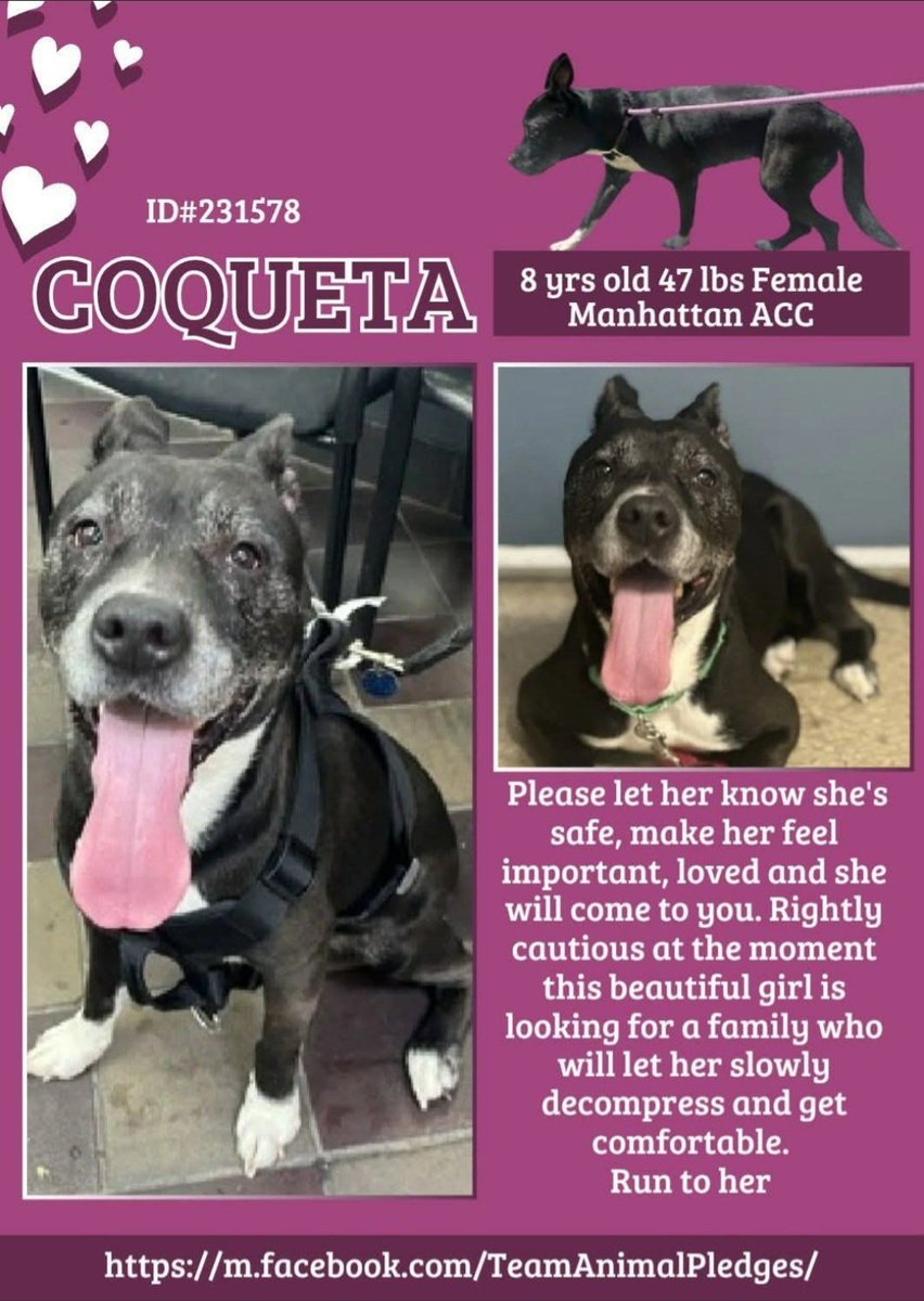 Morgan Fairchild's Dogs (@morgfairsdogs) on Twitter photo For Blake's Sake Rescue would like to save Diamond Bright and her bonded sister, Coqueta.
They need a #foster to do this
If you can foster them, please contact the rescue at
forblakessakerescue@gmail.com For Blake's Sake Rescue would like to save Diamond Bright and her bonded sister, Coqueta.
They need a #foster to do this
If you can foster them, please contact the rescue at
forblakessakerescue@gmail.com
