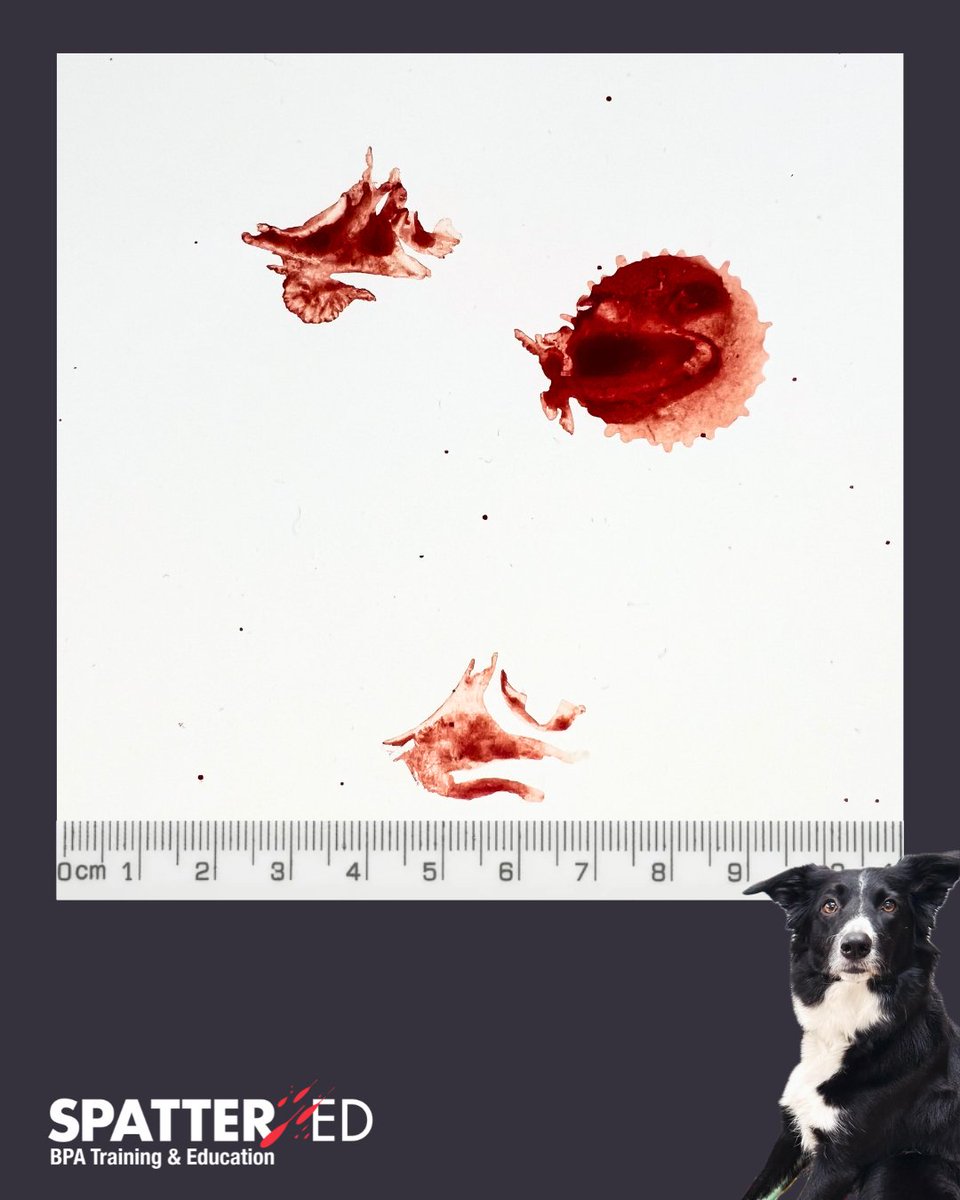 spatter_ed's tweet image. Test your BPA skills with Bracken, our BPA Dog 🐾

Is there such a thing as a simple bloodstain pattern?

❓What are your observations?
❓Can you classify the bloodstains?
❓What mechanisms could have created the bloodstains?

#BPA #bloodstain #bloodstainpatternanalysis #BPAdog