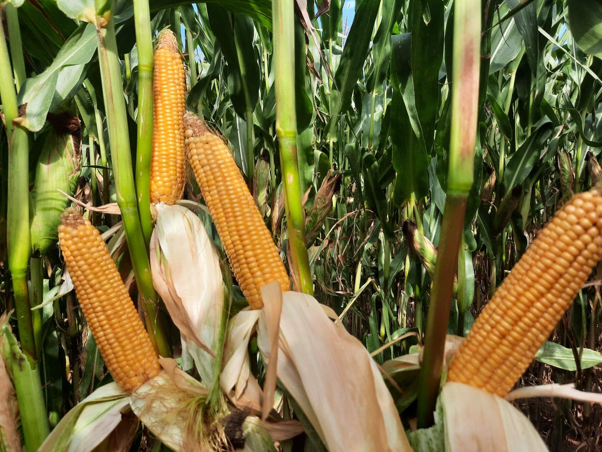 Au coeur d'ADVANTA® tweet media