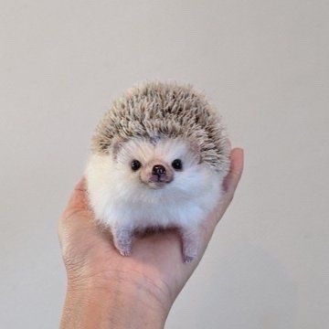 '🐙 . 𝐔𝐑𝐒𝐔𝐋𝐀 ♰ˎˊ˗ tweet media