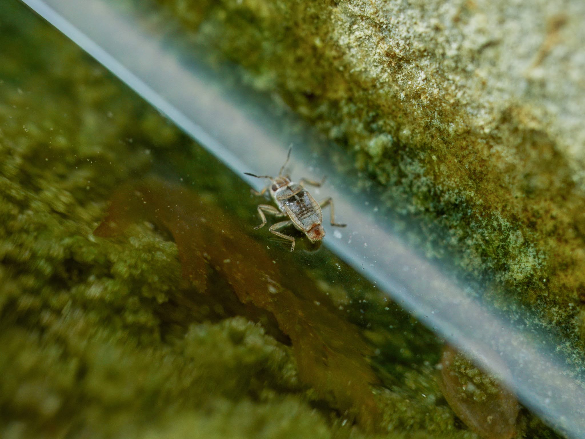 ブラジル産　ミズスマシ　20mm 論文（水生昆虫） - オイカワ丸の湿地帯中毒