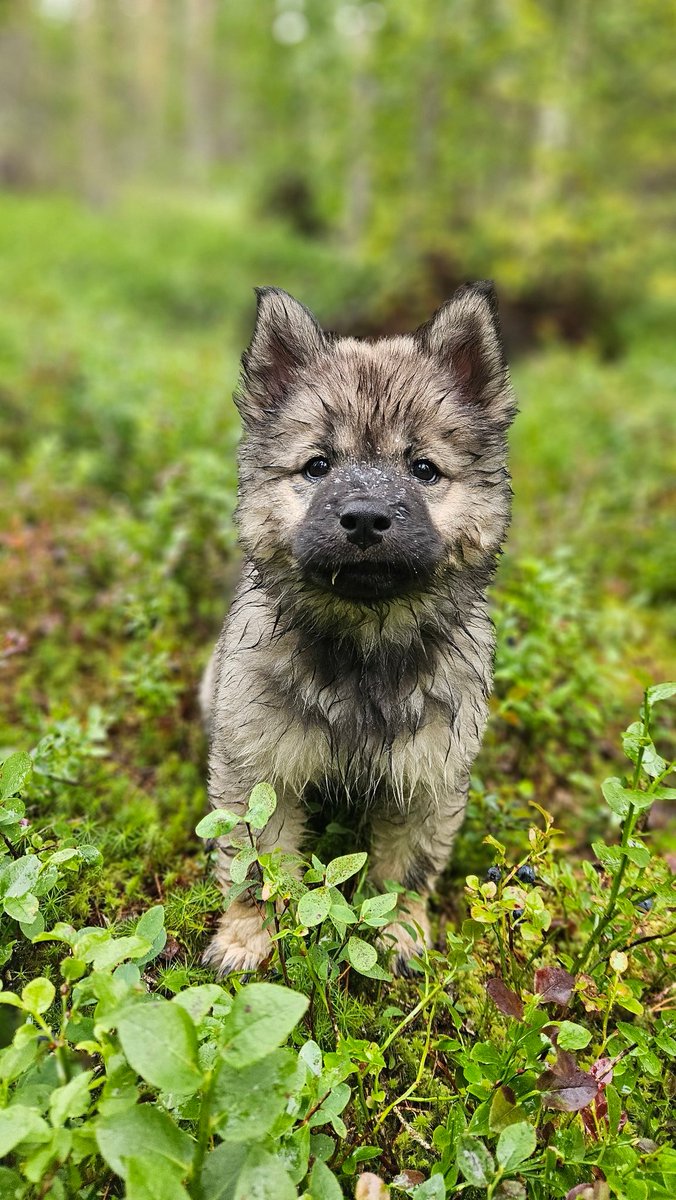 xEskel's tweet photo. Puppy update https://t.co/4OpcEkHssH