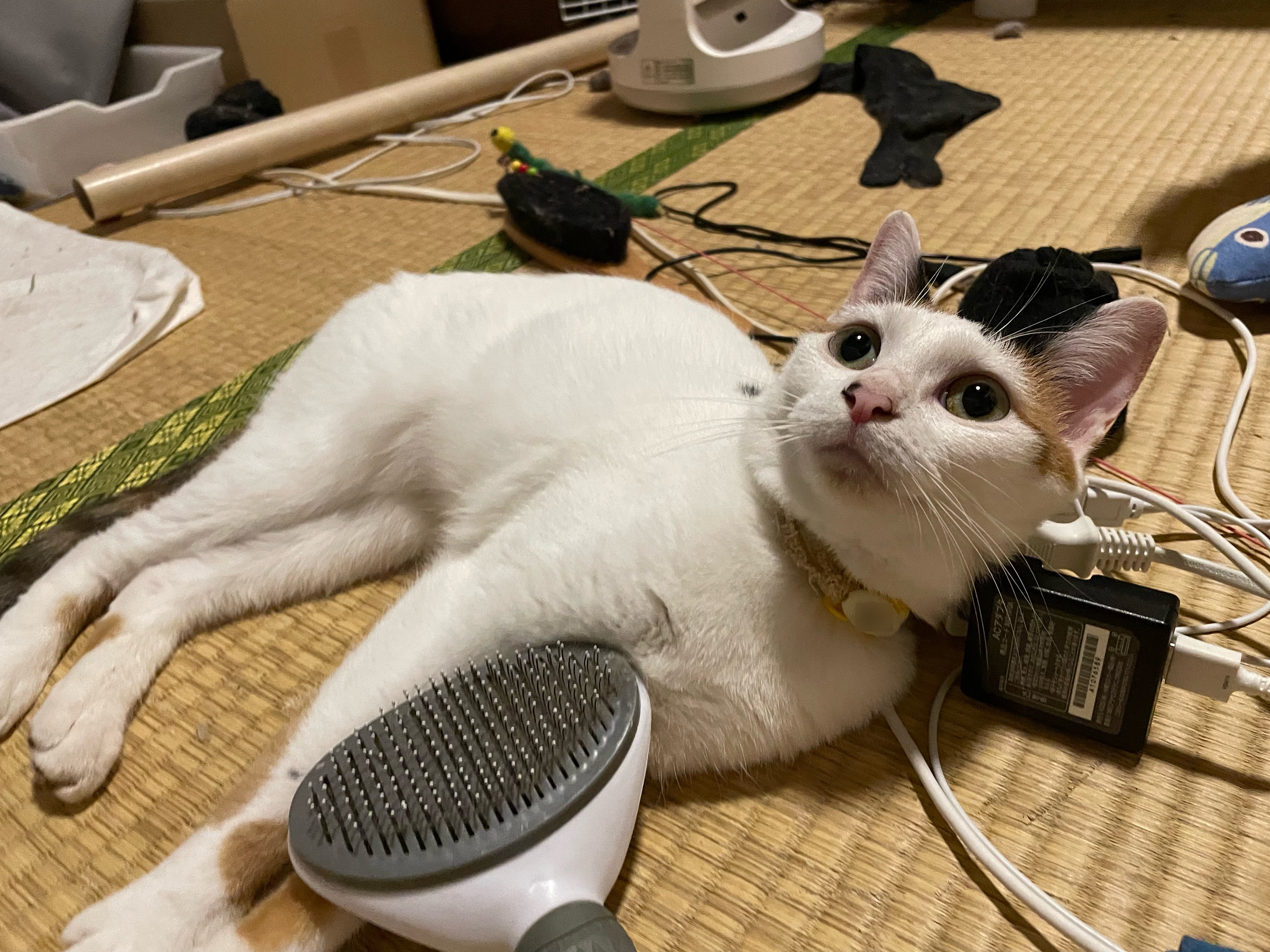 1997年製　CAT DIGITAL PET Nyanchi 　にゃんち Yahoo!オークション - CAT DIGITAL PET Nyanchi /にゃんち